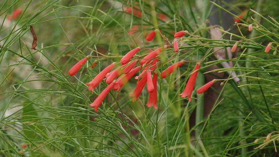 garden, red, flower, plant, freshness, green color, food, growth HD wallpaper