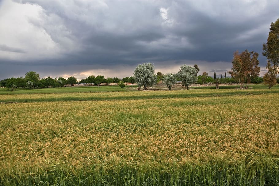 storm, wind, windstorm, fields, nature, natural spectacle, afghanistan HD wallpaper