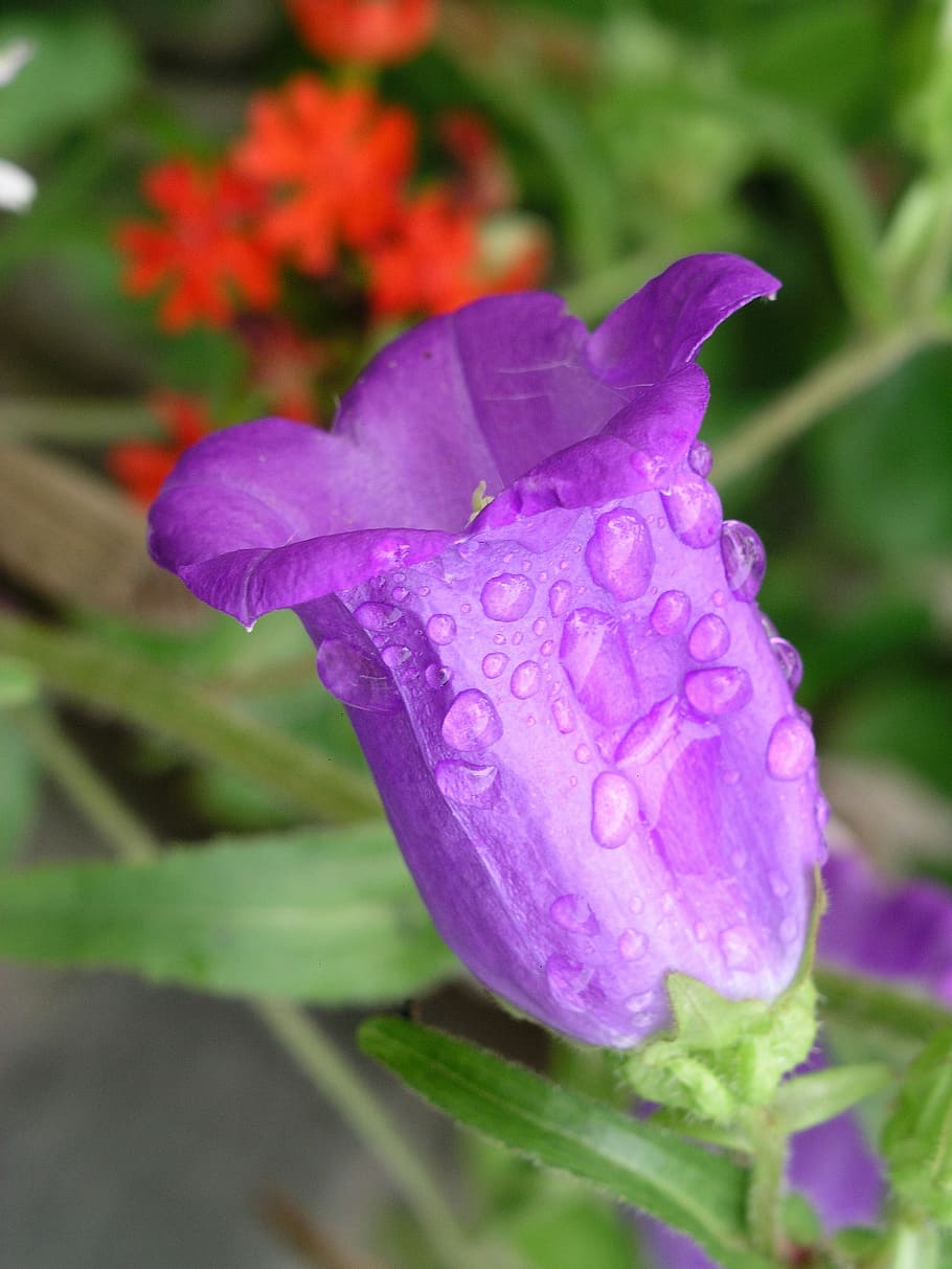 Flower, Violet, Purple, Bloom, Fresh, dew, freshness, raindrop HD wallpaper