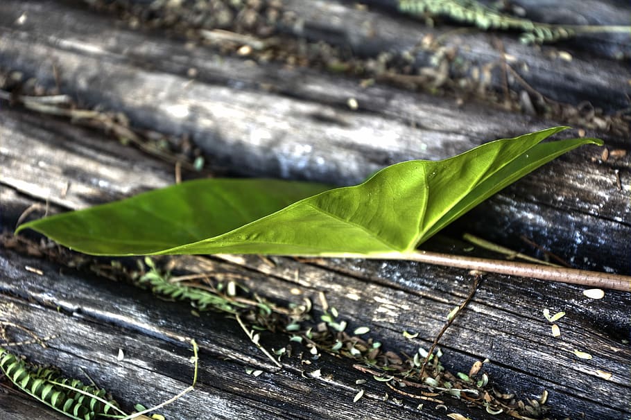 Garden, Leaf, Green, Lines, nature, wood - Material, green Color HD wallpaper