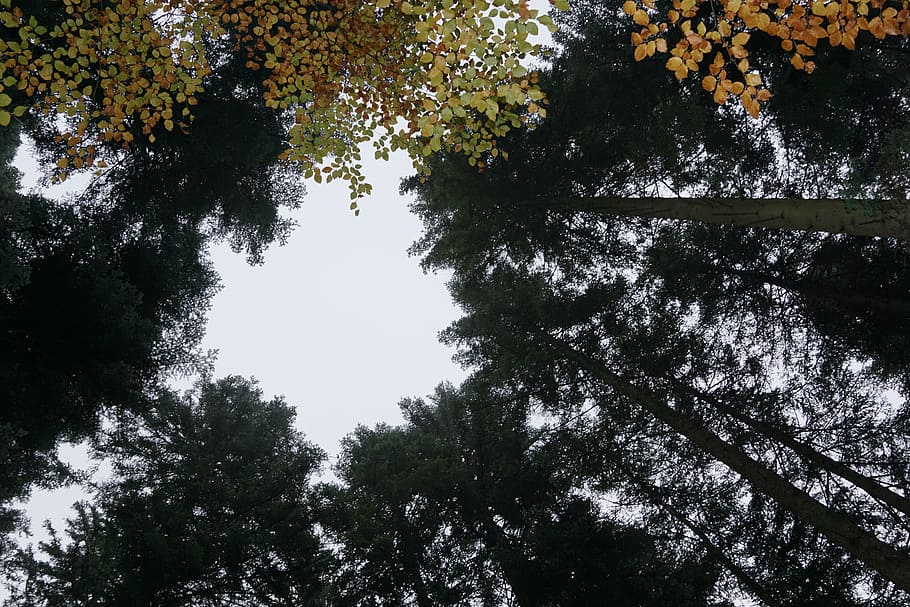autumn, forest, tree, yellow, sky, hole, grey, plant, growth HD wallpaper