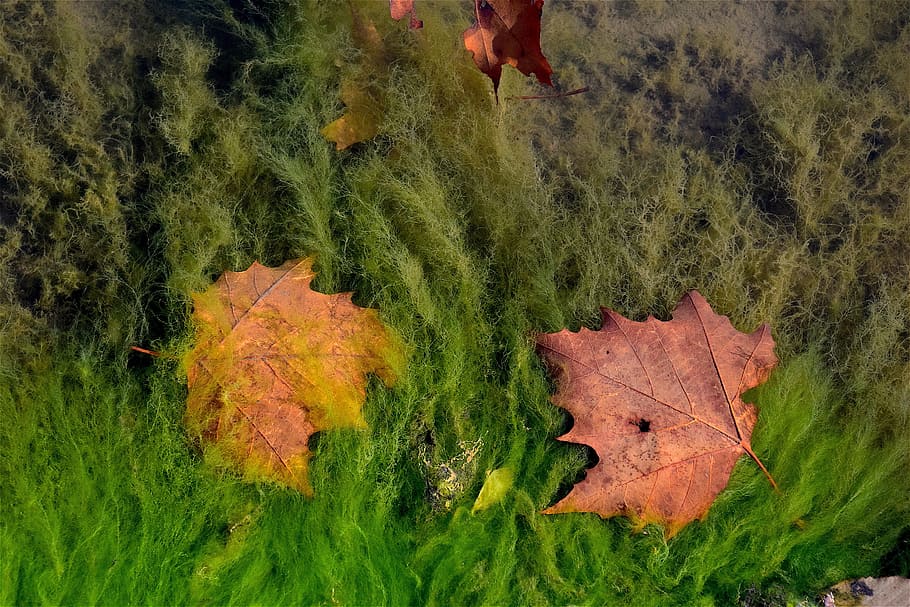Leaves, Water, Pond, Backdrop, environment, fall, float, foliage HD wallpaper