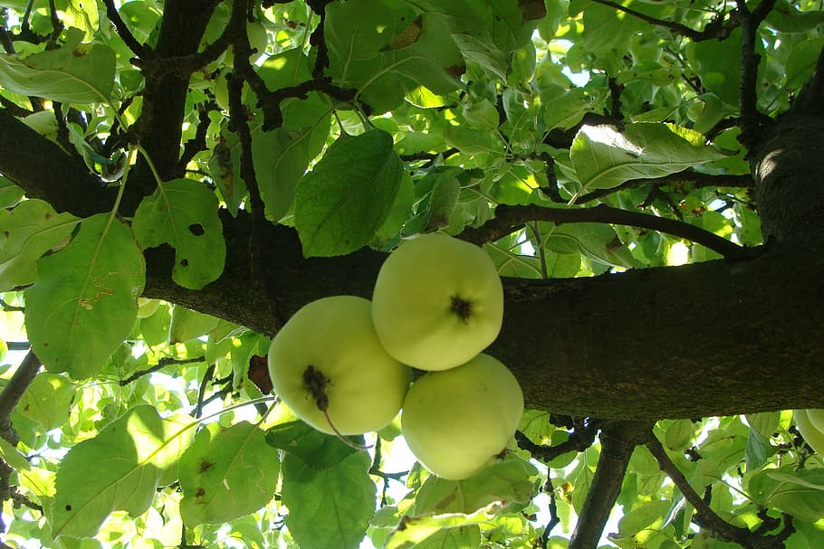 apples, tree, apple tree, fruit, orchard, green, branch, leaves HD wallpaper