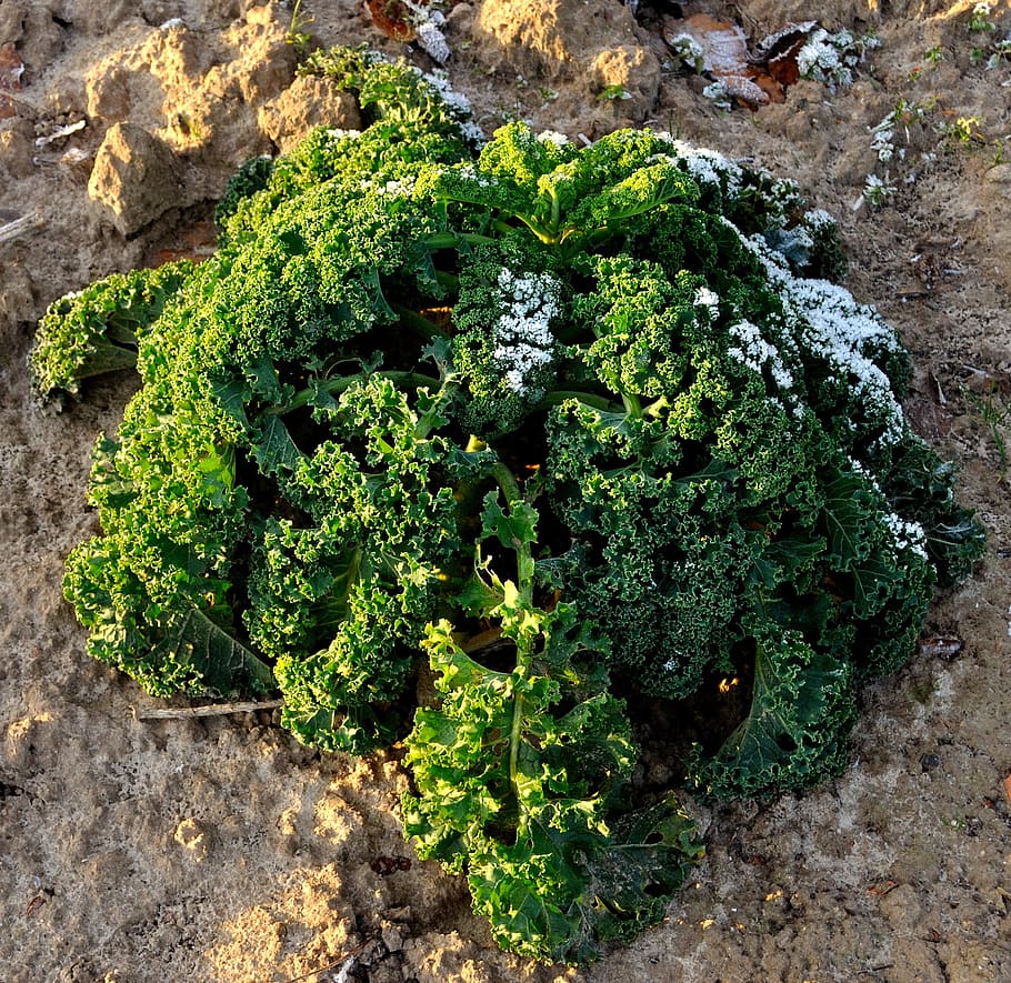 nature, plant, leaf, earth, garden, kale, green color, growth HD wallpaper