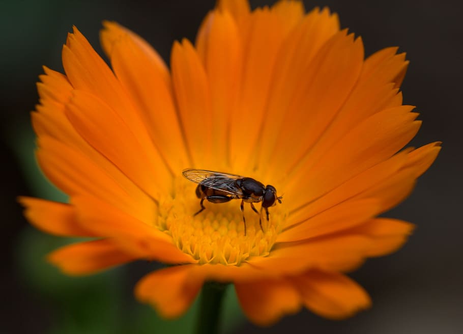 bee, flower, calendula, orange, insecta, pollen, garden, petals HD wallpaper