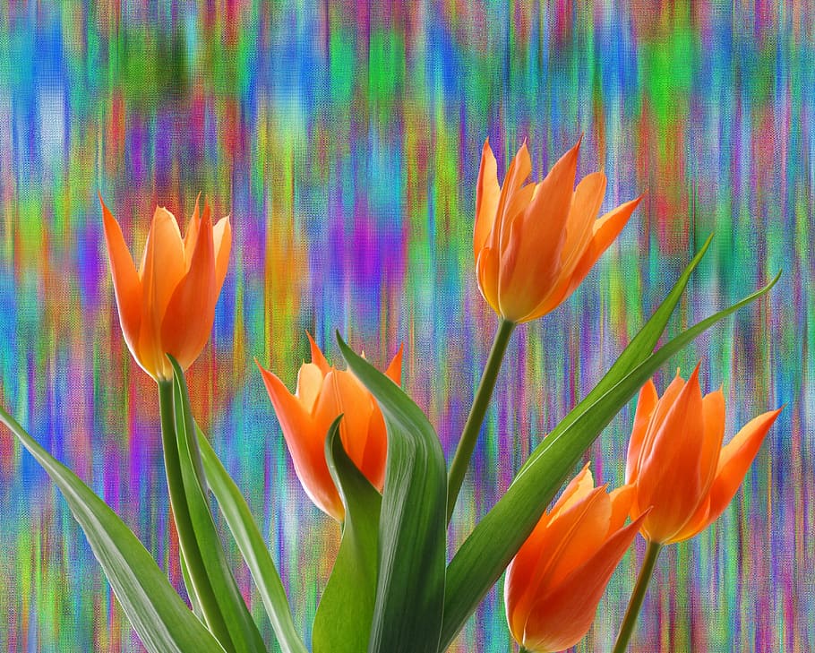 tulips, spring, easter, nature, flower, plant, blossom, bloom HD wallpaper