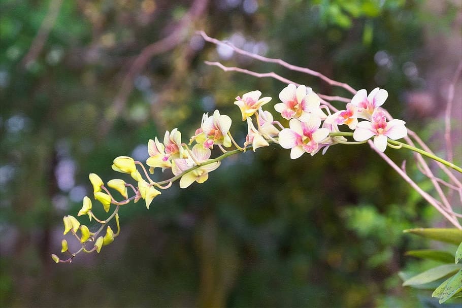 flowers, orchid, nature, plant, freshness, flowering plant HD wallpaper