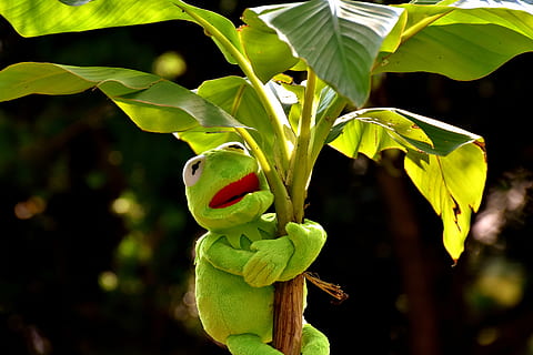 Kermit the frog hugging banana tree, exasperate, green, toys HD wallpaper