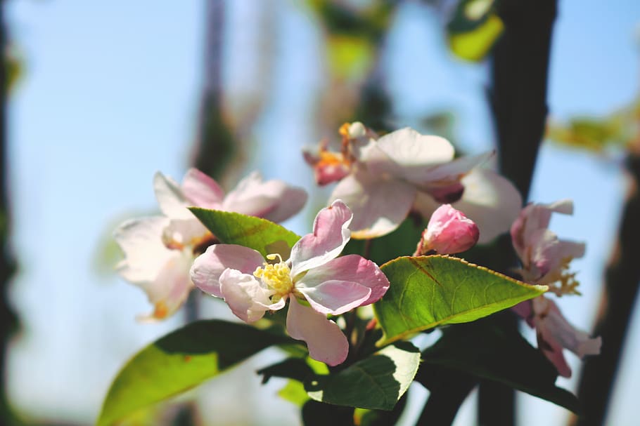flower, nature, plant, tree, leaf, flowering plant, beauty in nature HD wallpaper