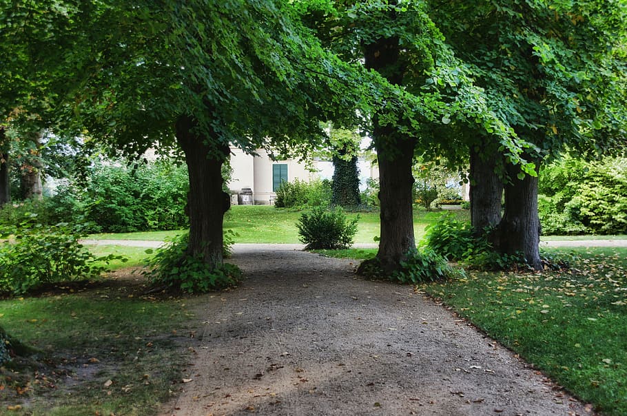 park, trees, away, garden, castle park glienecke, deciduous tree HD wallpaper