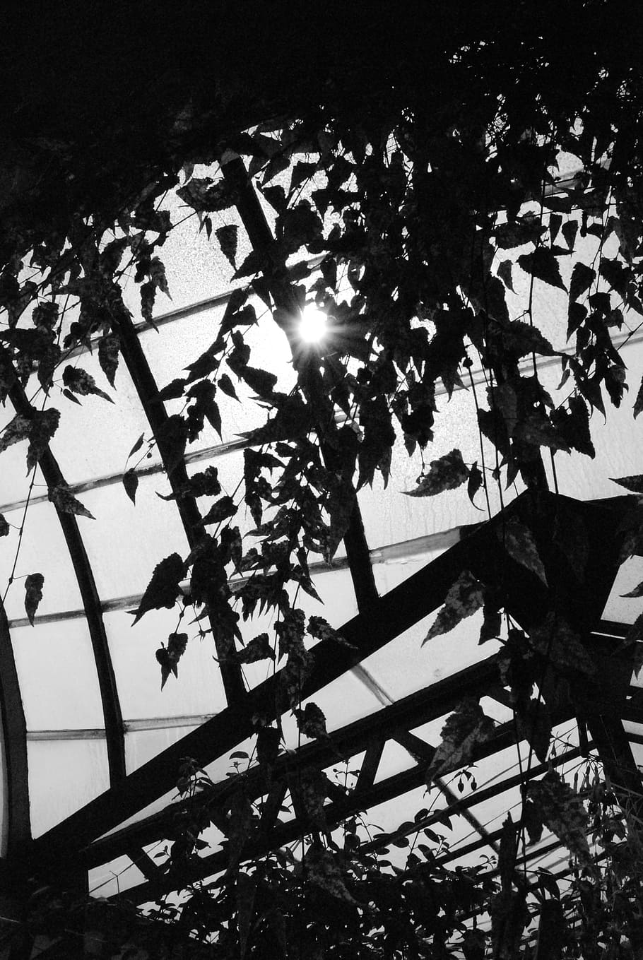 black white, backlight, garden, nice, tree, plant, growth, nature HD wallpaper