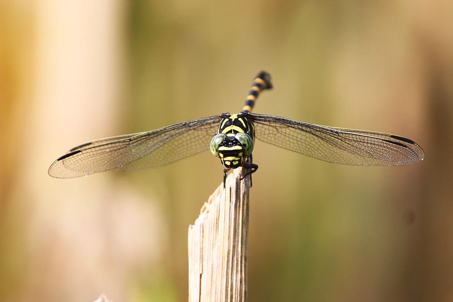 tiger dragonfly, kinjeng, insect, animal themes, one animal HD wallpaper