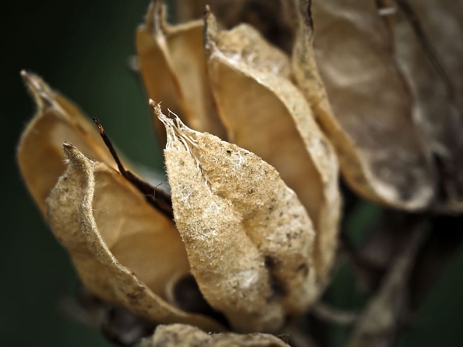 hydrangea, leaf, faded, withers, old, structure, nature, macro HD wallpaper