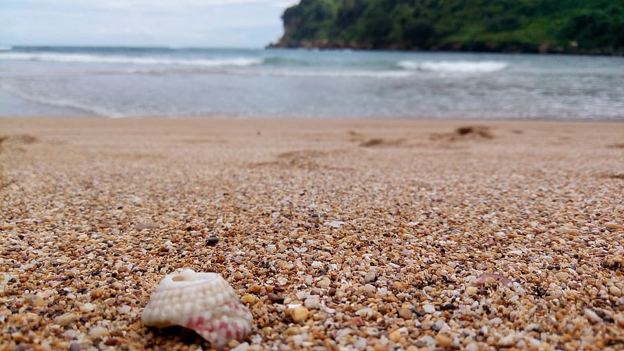 beach, shell, land, sea, water, sand, nature, tranquility, day HD wallpaper