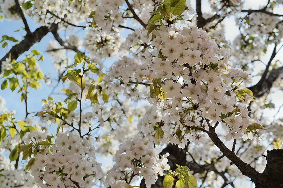 cherry tree, cherry blossom, spring flowers, sakura, white flower HD wallpaper