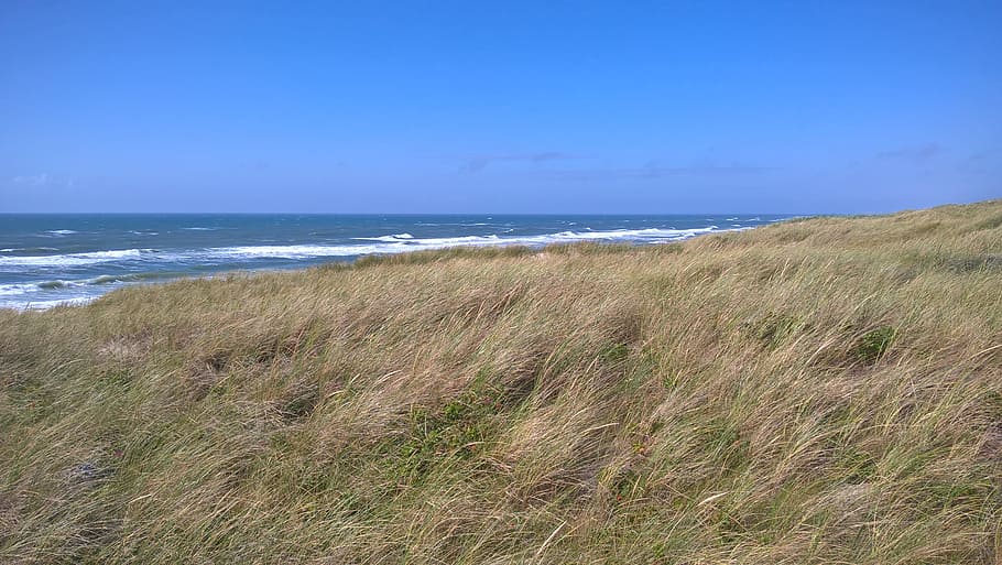 HD wallpaper: denmark, north sea, beach, dune, sky, coast, grass ...