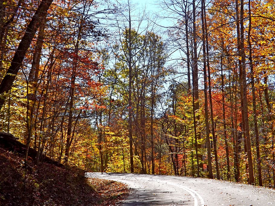 Road, Fall, Trees, Leaves, Autumn, nature, season, forest, leaf HD wallpaper