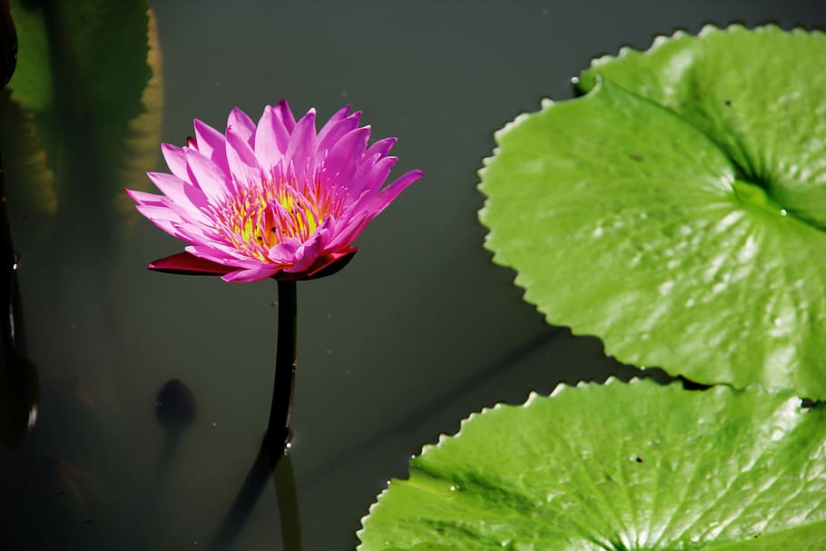 purple water lily flower near lily pad, lotus, pond, leaf, nature HD wallpaper