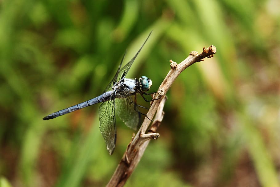 dragonfly, insect, wing, bug, summer, nature, blue, wildlife HD wallpaper