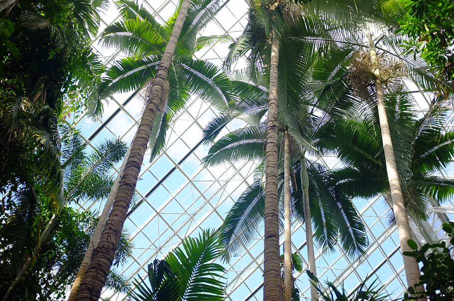 low-angle photography of coconut trees, low angle photography of coconut trees HD wallpaper