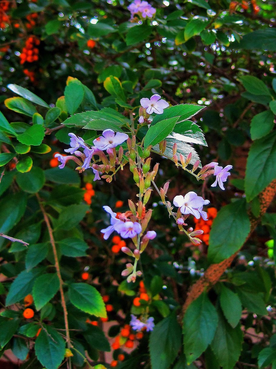 duranta tree, bush, flowers, dainty, purple, garden, plant HD wallpaper