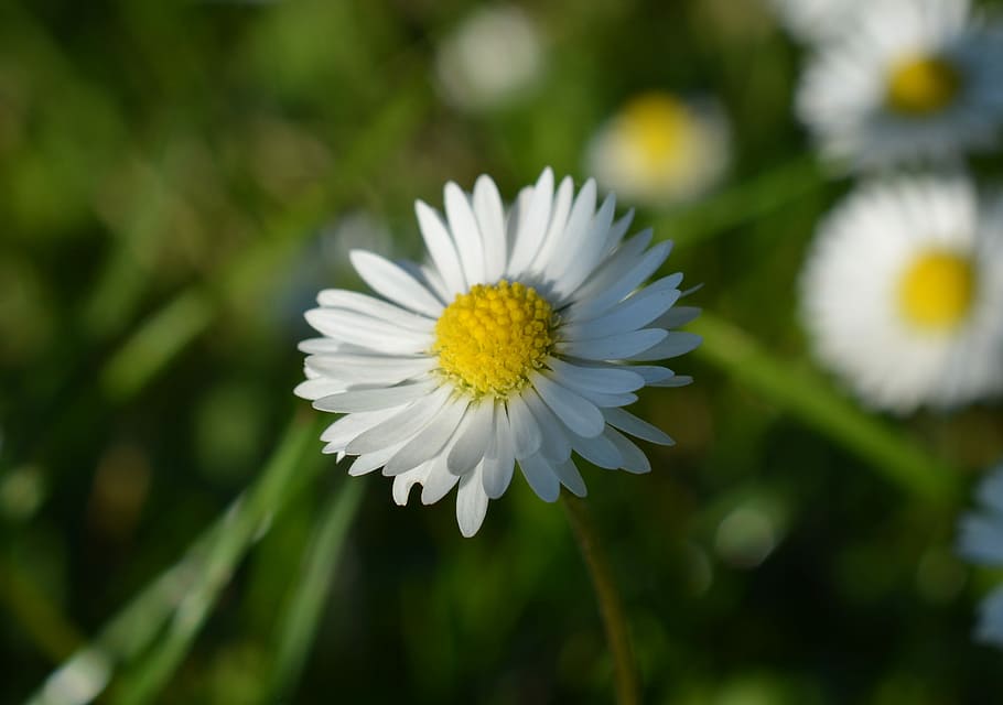 daisy, background, flower, nature, closeup, plant, petal, flowers HD wallpaper