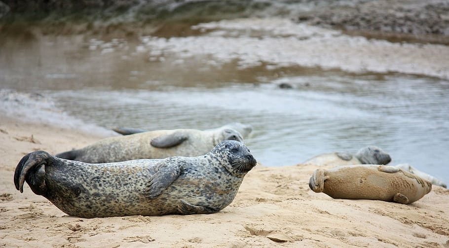 seals, pups, beach, baby, ocean, wildlife, nature, sand, mammal, HD wallpaper