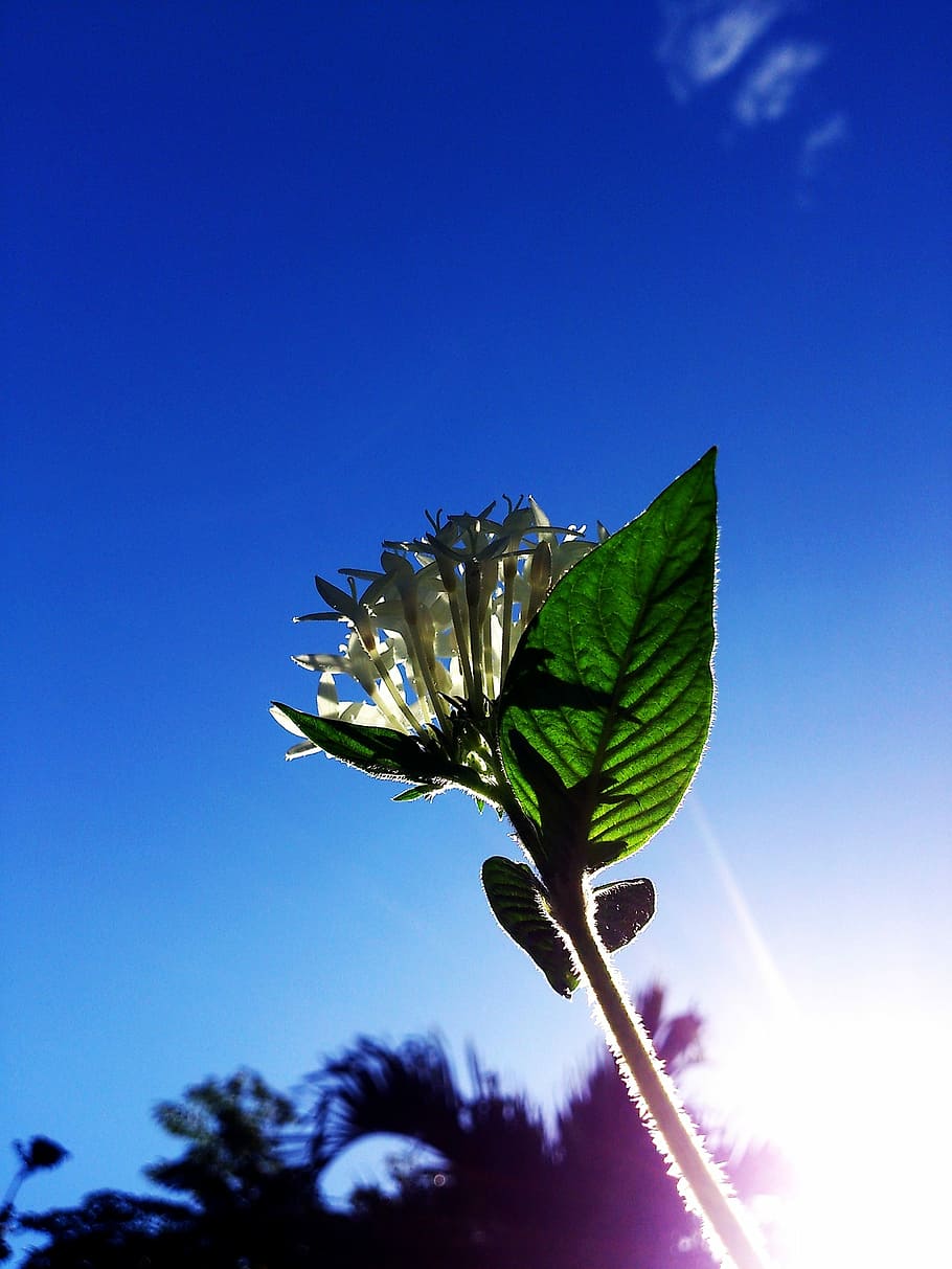 Sunlight, White Flower, Blue Sky, Rays, silhouette, leaf, sprind HD wallpaper