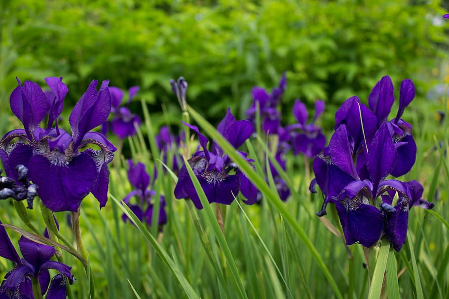 flowers, garden, nature, purple, plant, summer, flowering plant HD wallpaper