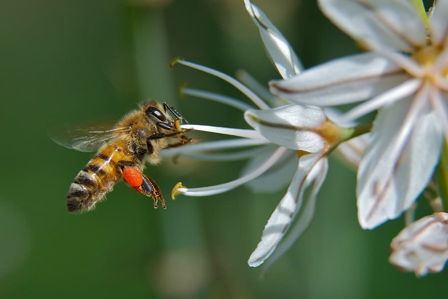 honeybee perching on white flower, insect, macro, pollen, honey bee HD wallpaper