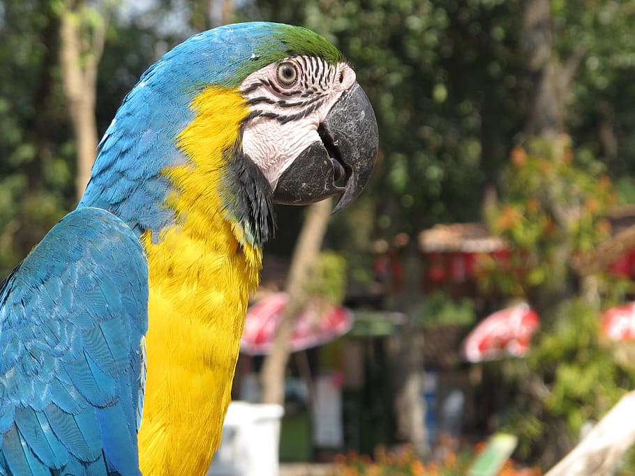 parrot, bird, ara, head, animal, colored, feather, zoo, animal themes HD wallpaper