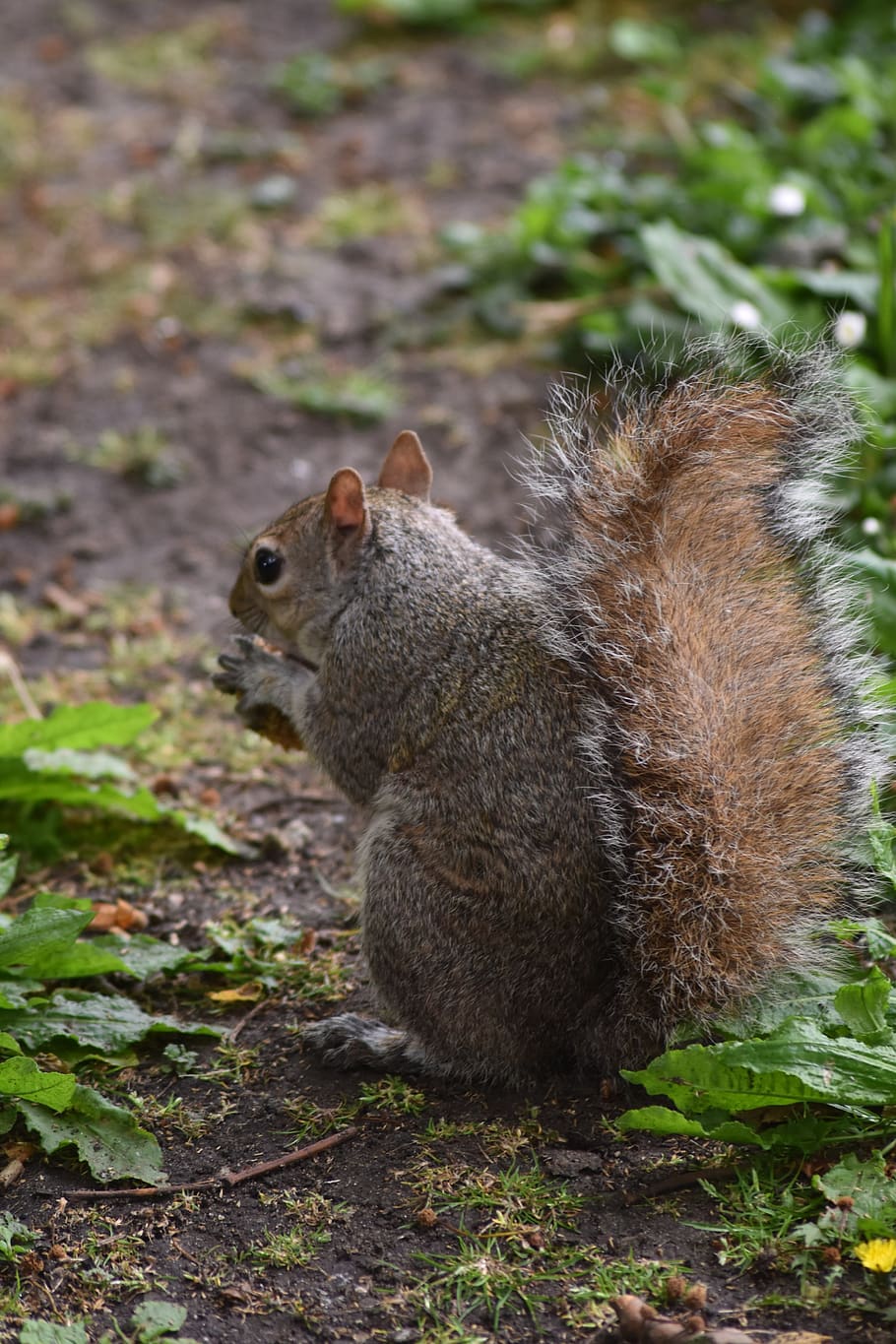 nature, rodent, squirrel, animal wildlife, animals in the wild HD wallpaper