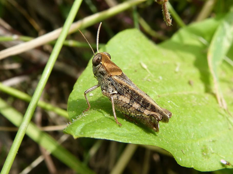 grasshopper, lobster, small, insect, tiny, orthopteron, leaf HD wallpaper