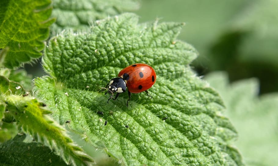close up photo of spotted ladybug on green leaf, red and black HD wallpaper