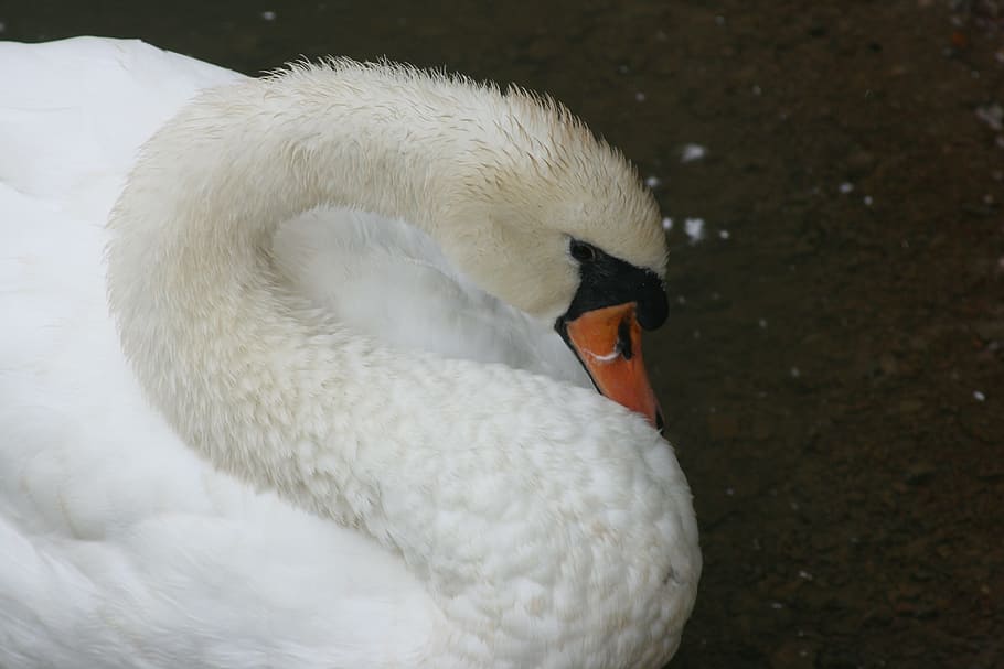 swan, bird, duck, white, wildlife, feather, lake, beak, animal HD wallpaper