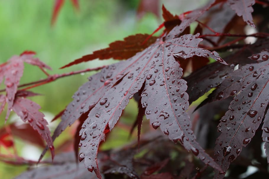 autumn, close, red, leaf, close-up, plant, growth, focus on foreground HD wallpaper