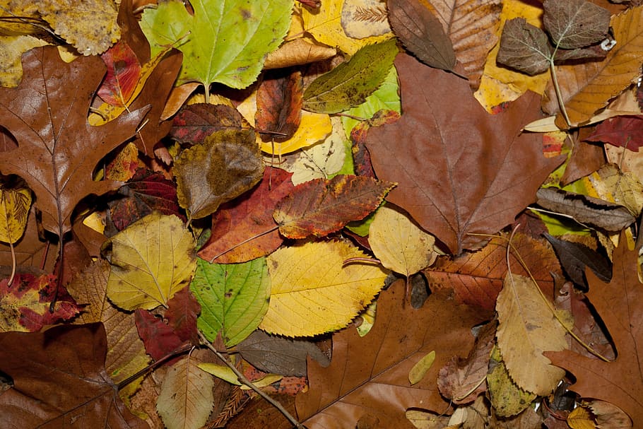 leaf, fall, season, flora, natural, plant, botany, garden, outdoor HD wallpaper