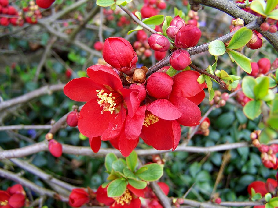 japan quince, spring, plant, growth, red, fruit, food, food and drink