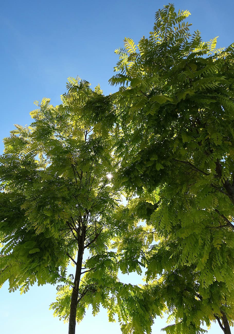 tree, green, blue sky, leaves, contrast, skyward, green tree HD wallpaper