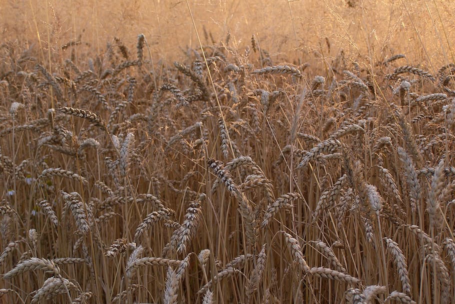 wheat, corn, ears, grains, mature, field, harvest, agriculture HD wallpaper