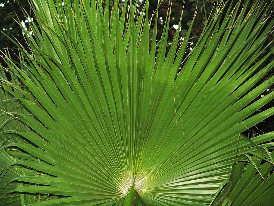 order and harmony, leaves, palm, green color, plant, leaf, growth HD wallpaper