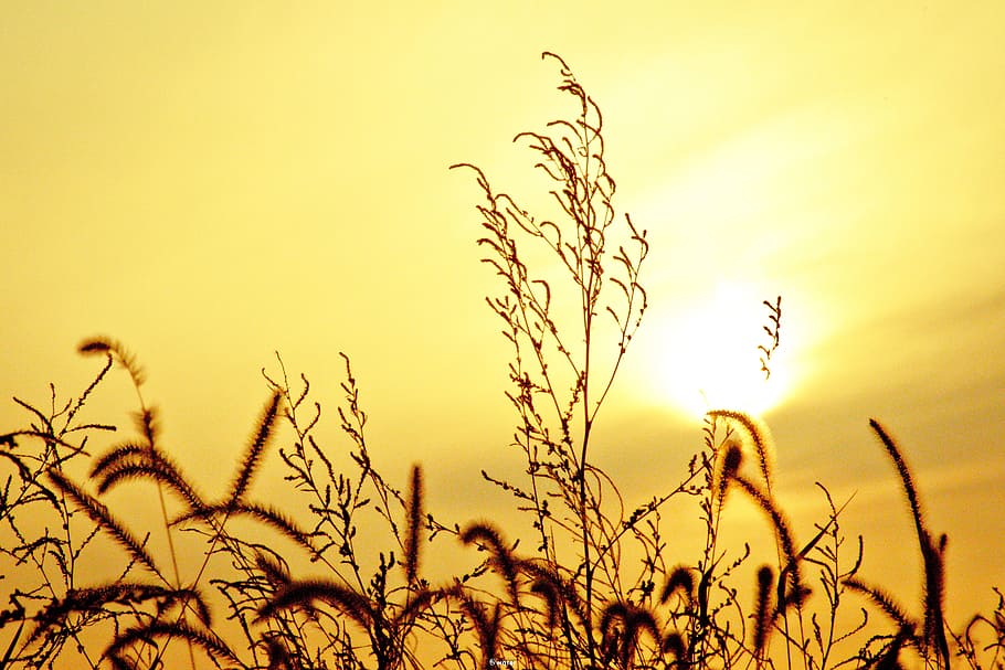 autumn, sunset, rice, plant, sky, growth, beauty in nature HD wallpaper