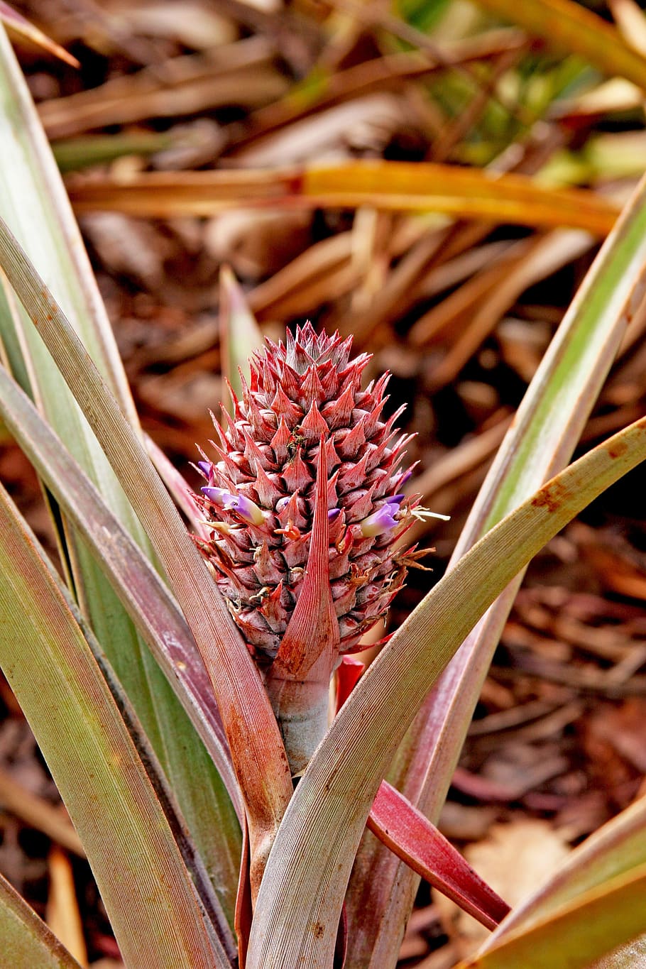 Pineapple, Plant, Small, Fruit, Nature, tropical, hawaii, plantation HD wallpaper