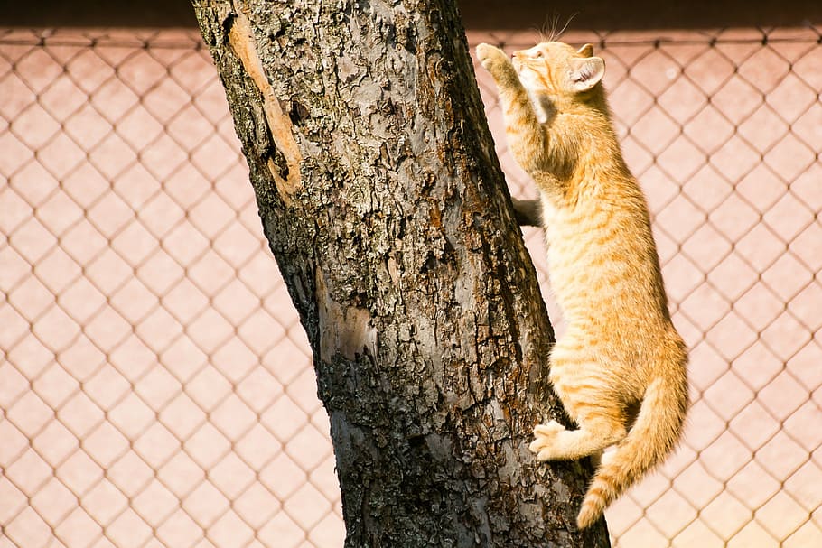cat, kitten, tree, climbs, lesion, mammal, tomcat, domestic cat HD wallpaper