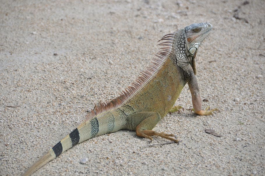 green lizard on ground, iguana, sand, creature, reptile, brown HD wallpaper