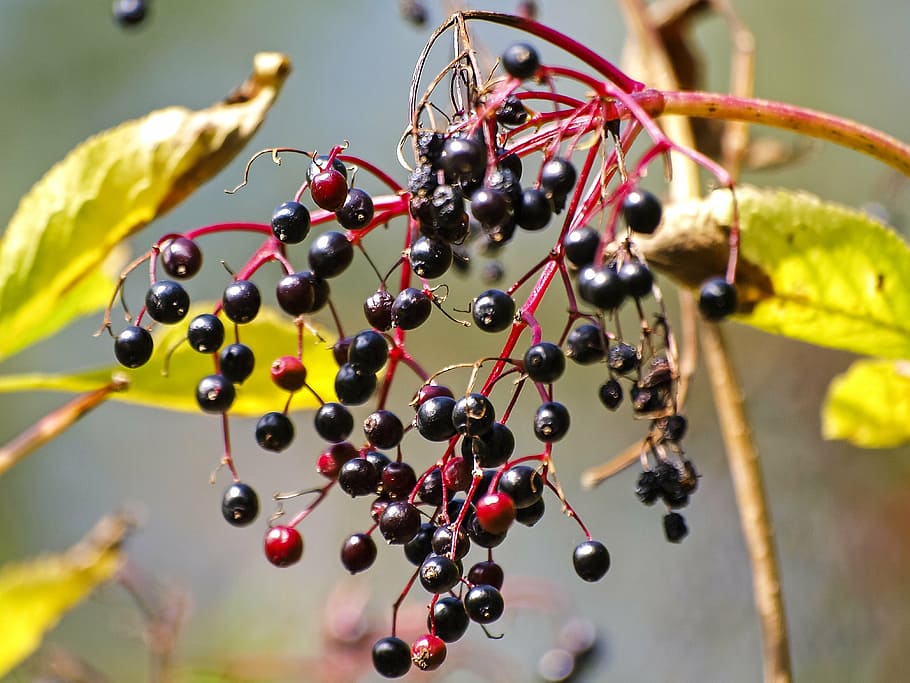 elder, tree, bush, berry, nature, fruit, healthy eating, food HD wallpaper