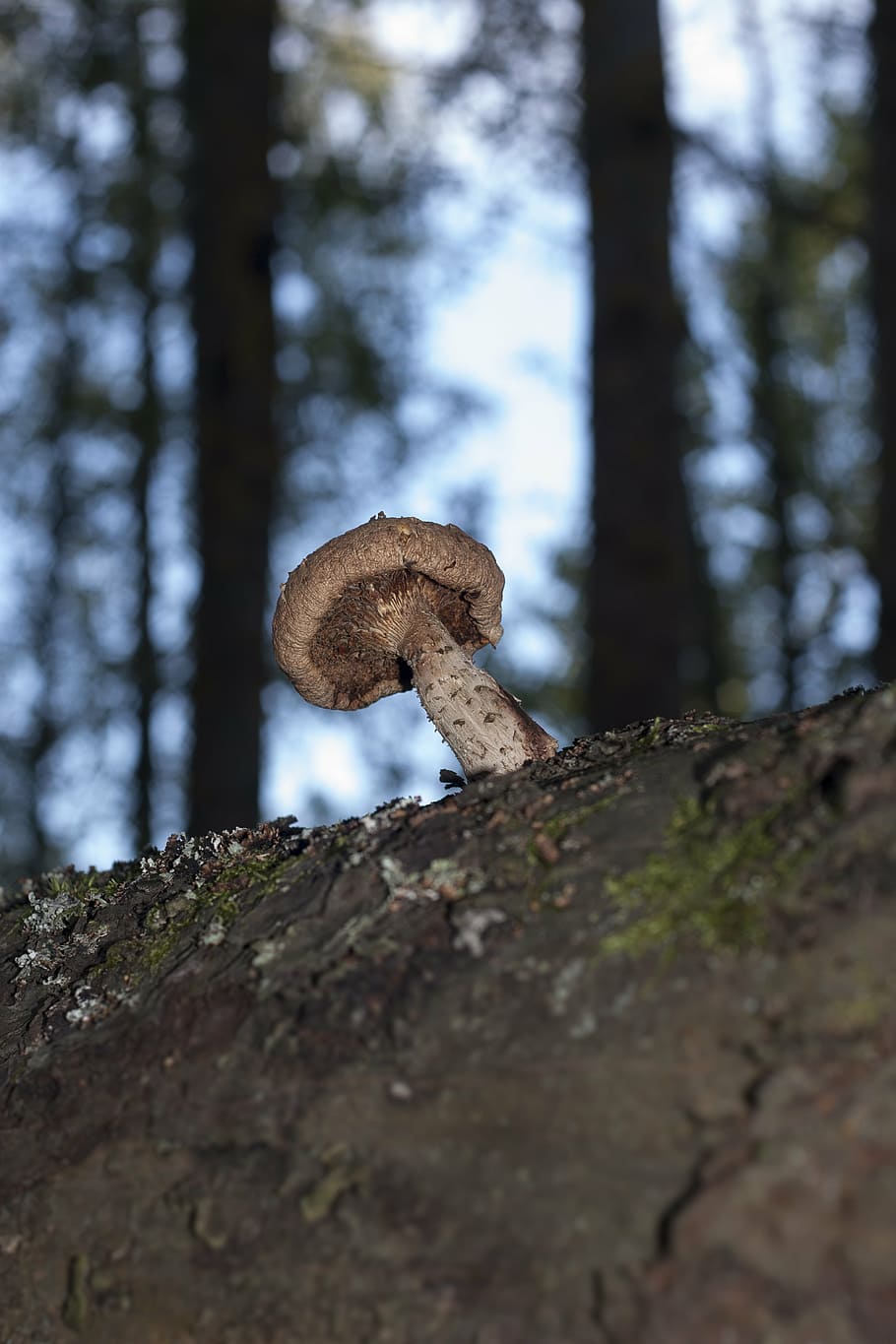 mushroom, parasite, tree, forest, nature, plant, trunk, tree trunk HD wallpaper