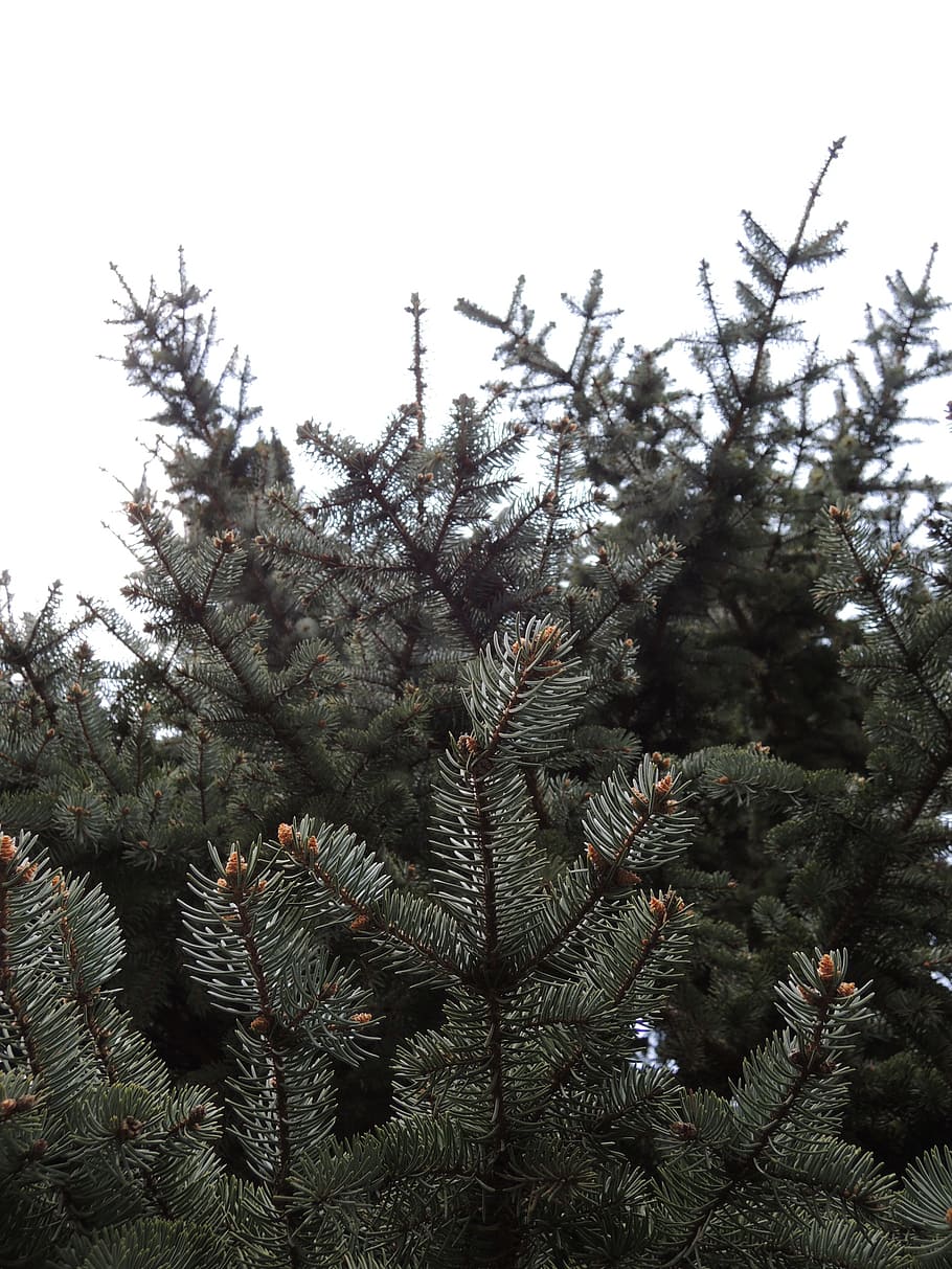 coniferous, nature, trees, plant, growth, sky, no people, beauty in nature HD wallpaper
