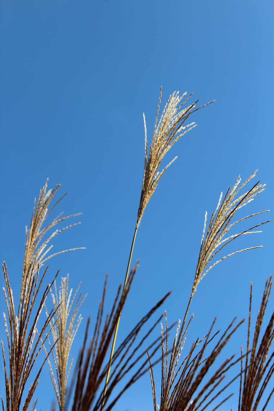 Grass, Grasses, Nature, sky, crop, agriculture, cereal plant HD wallpaper
