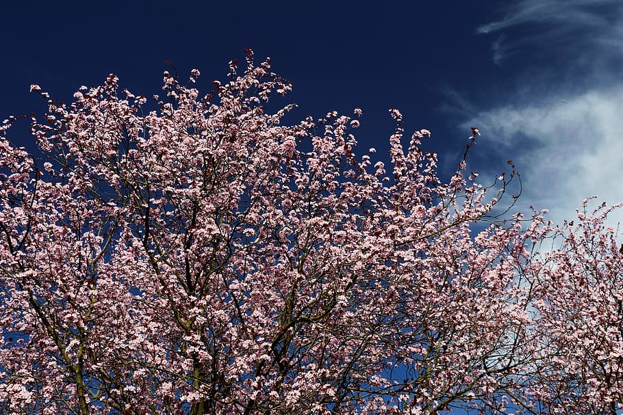 ornamental cherry, blossom, bloom, tree, japanese cherry trees HD wallpaper